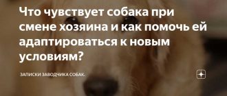 В каком возрасте собака лучше привыкает к хозяину?