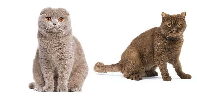 Минимальный возраст для вязки шотландских кошек прямоухих
