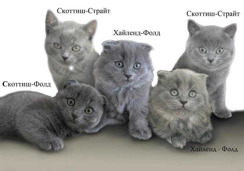 Виды шотландских кошек