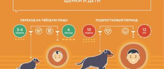 В каком возрасте собака считается старой?