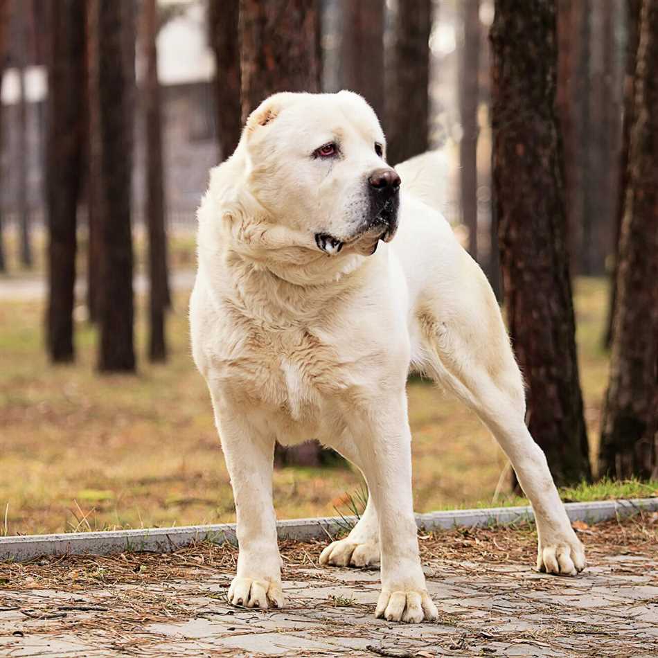 Расходы на корм для алабая