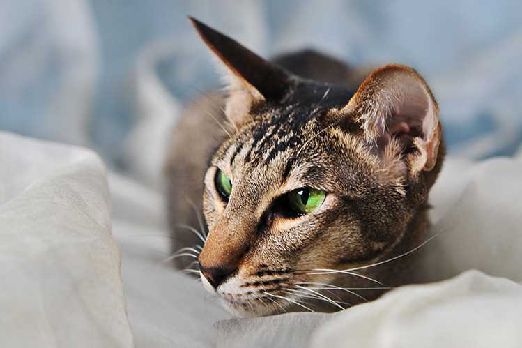 Восточная короткошерстная: описание породы кошек