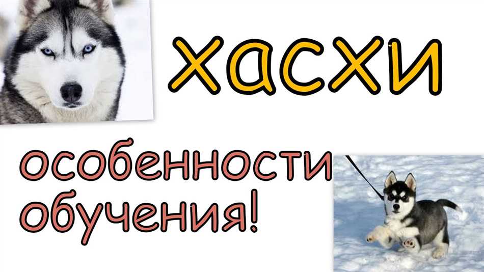 Возможно ли научить дрессировкам полугодовалую хаски?