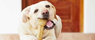 Вредно ли собаке грызть кости?