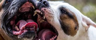Входит ли стаффорд в список опасных пород собак в 2022?