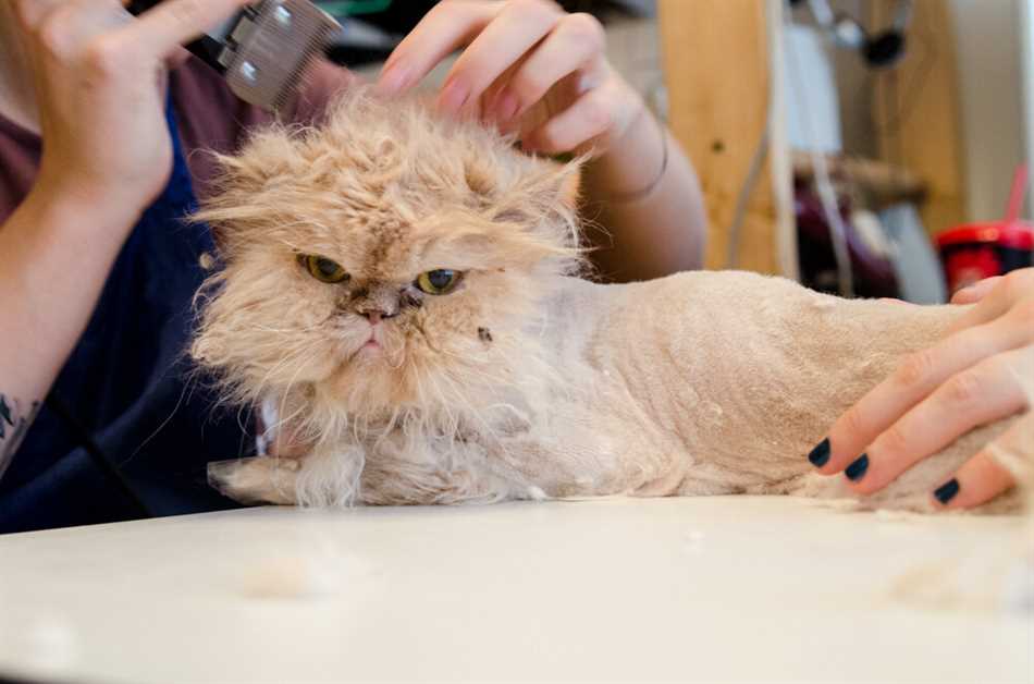 За какую сумму можно подстричь кота домашнего?