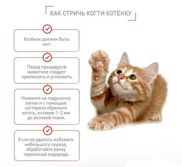 Зачем кошки отрезать когти?