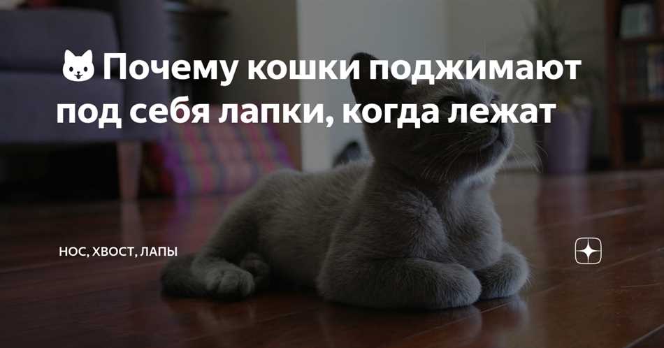 Зачем коты подгибают лапы когда лежат?