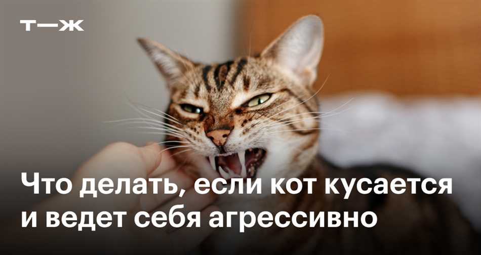 Зачем коты жмякать людей?