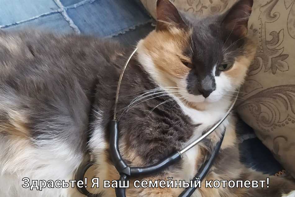 Зачем нужны кошки?