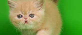 Западная короткошерстная - описание породы, вопросы про Западных короткошерстных кошек.