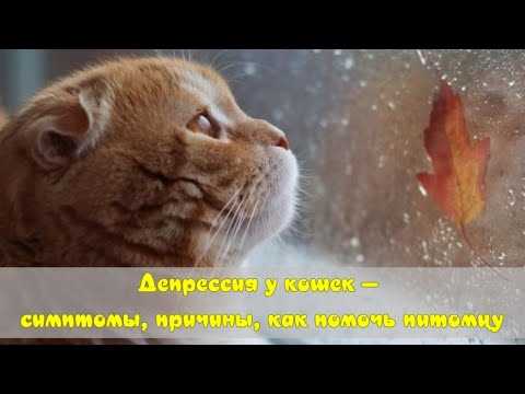 Бывает ли у кошек депрессия?