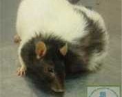 Бывает ли у крыс рак? Познайте правду о заболеваемости крыс этой опасной болезнью