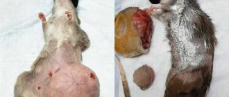 Опухоли у крыс: причины, симптомы и лечение