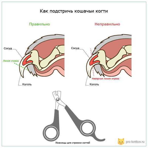 Почему кошкам необходимо стричь когти?