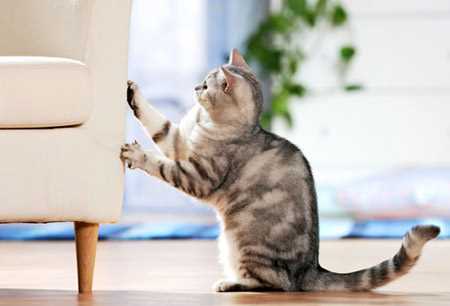 Физиологические причины, по которым коты дерут мебель