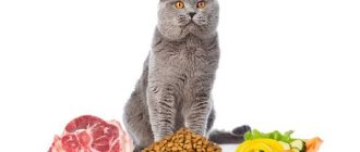 Чего не стоит добавлять в состав корма для котят: опасные компоненты