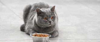 Чем кормить кошку: полезные советы