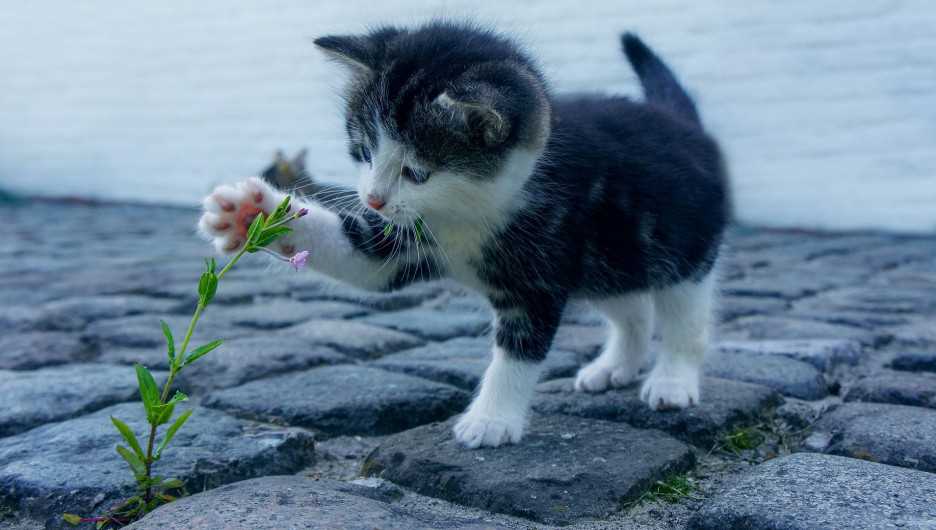 Кормление котёнка молочной смесью