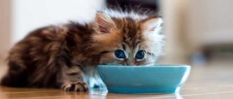 Чем кормить месячного котёнка без мамы: рекомендации и советы