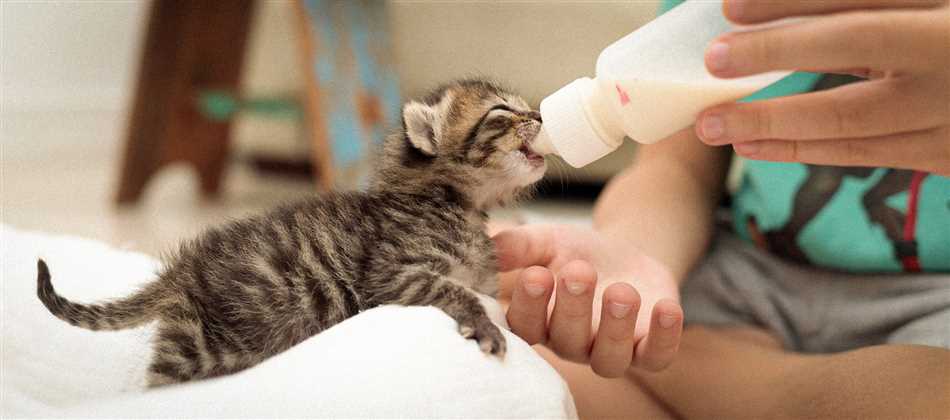 Какие есть альтернативы материнскому молоку для кормления месячного котёнка?