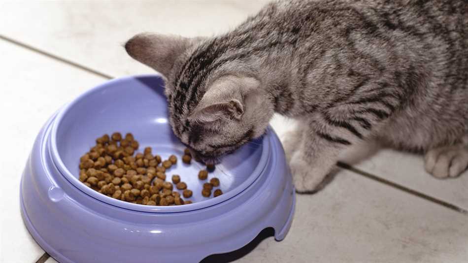 Правильное питание месячного котёнка без молока