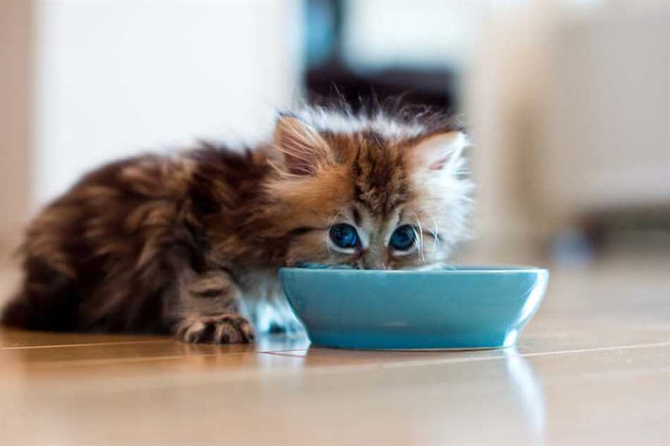 Чем кормить месячного котёнка без мамы?