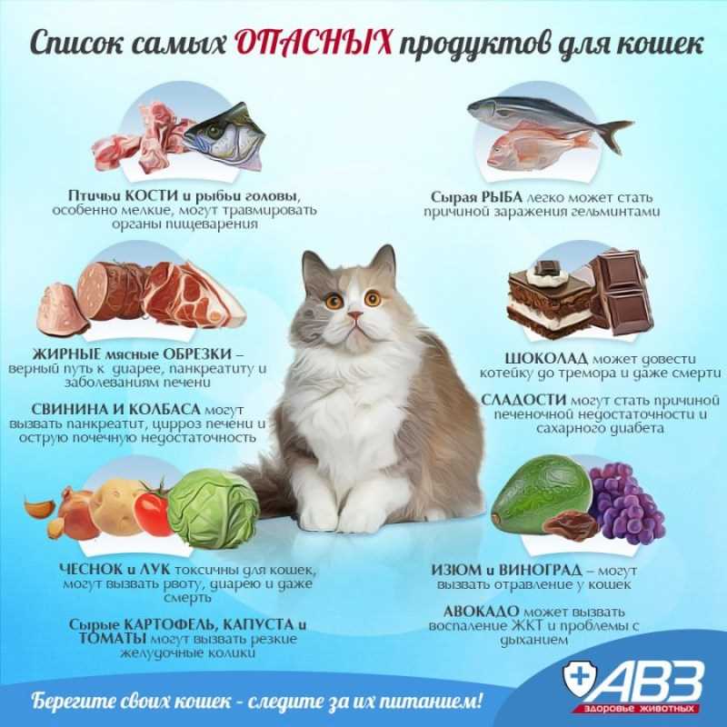 Чем можно кормить кошку кроме корма?