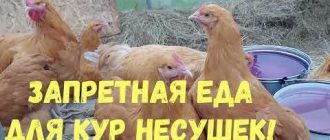 Чем нельзя кормить кур: список продуктов и пищевых отходов