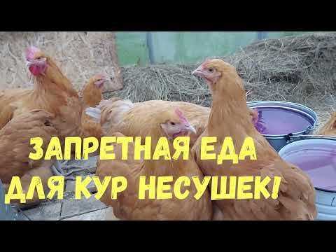 Чем нельзя кормить кур?