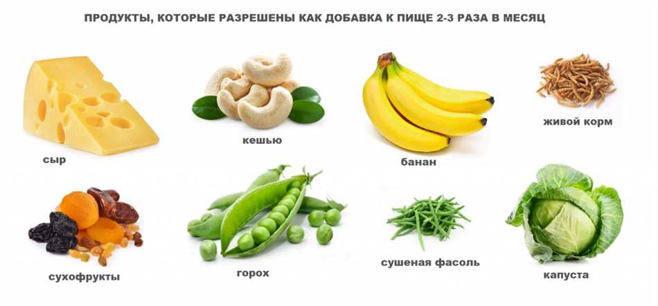 Почему молоко и другие молочные продукты не подходят для хомяков?