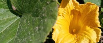 Полезные свойства цветков кабачков: зачем их есть?
