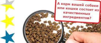 Вред кукурузы и пшеницы в корме для кошек: причины и последствия