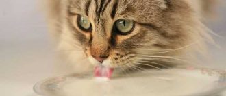 Чем заменить кошкам молоко? Варианты альтернатив для кошек