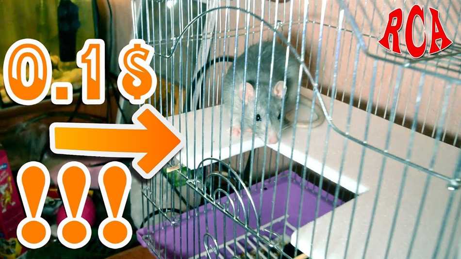 Чем застелить полки в клетке у крыс?