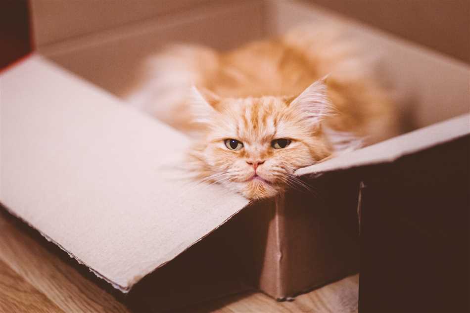 Последствия для здоровья кошки после поедания бумаги
