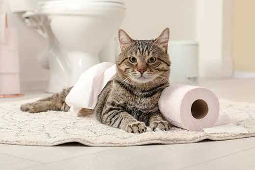 Поведенческие и психологические последствия поедания бумаги для кошек