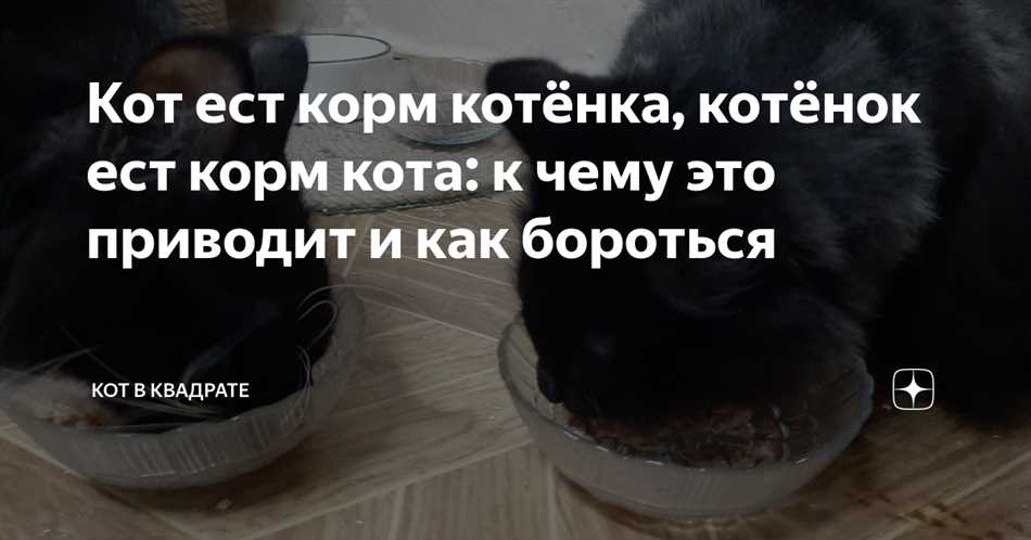 Опасности взрослого корма для котят