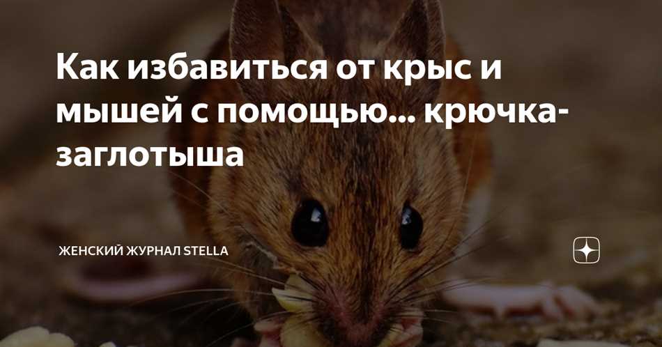 Возможные последствия для здоровья крысы