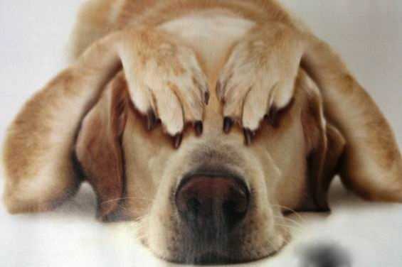 Важность медицинской консультации при стрессе у собак