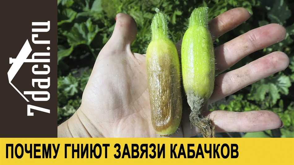 Что делать чтобы кабачки не гнили?