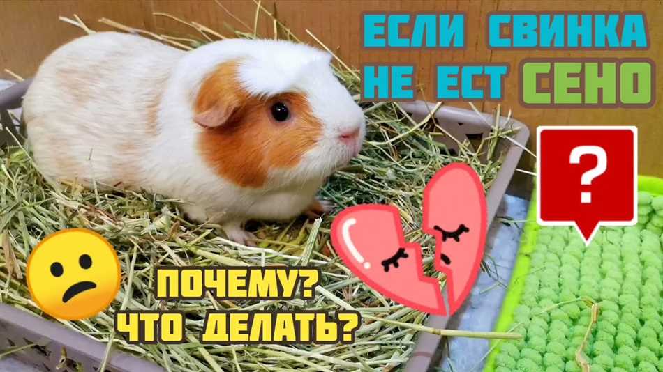 Что делать если морская свинка не ест?