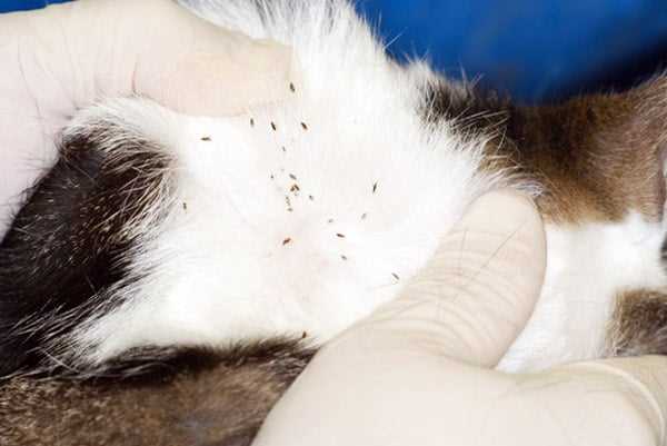 Что делать если в кошки аллергия на ошейники от блох?