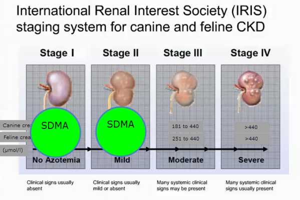 Виды почечной недостаточности у кошек
