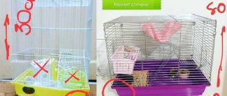 Обустройство клетки для крысы дамбо: пошаговая инструкция