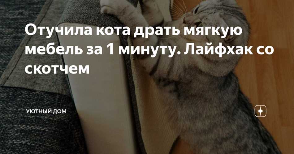 Зачем кошке скотч и как организовать безопасную игру?