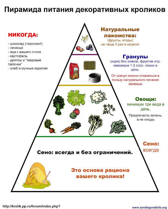 Раздел 3: Как и когда давать овощи кролику