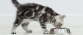 Что можно давать котенку в 1,5 месяца кушать и пить