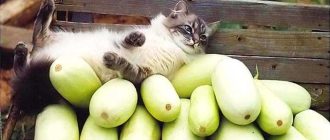 Питание котят: какие овощи и фрукты можно давать маленьким котикам?