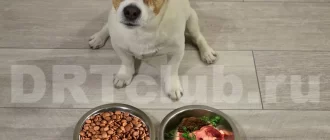 Человеческая еда для собаки: список разрешенных продуктов, которые можно давать вместе с сухим кормом